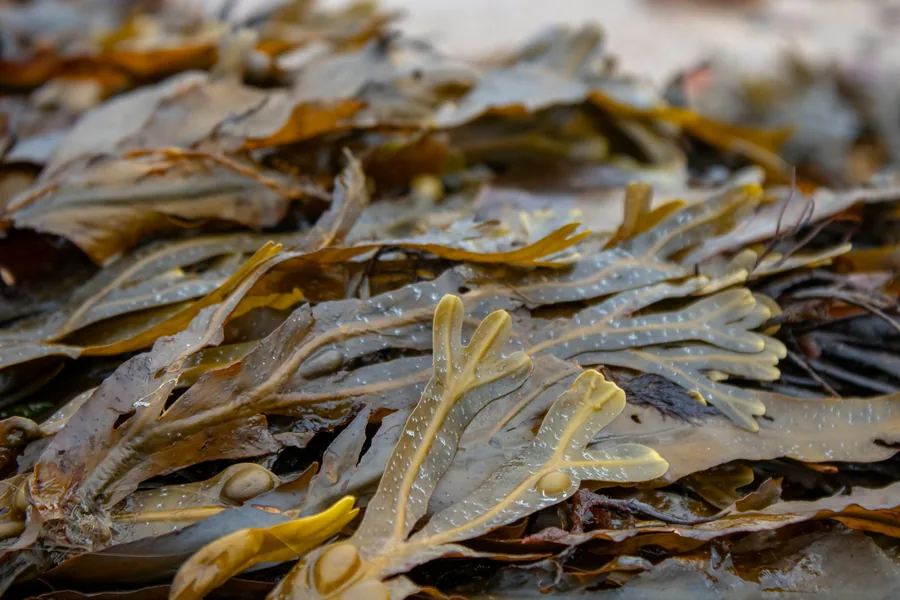 Dried kelp, the seaweed glutamate was first isolated from